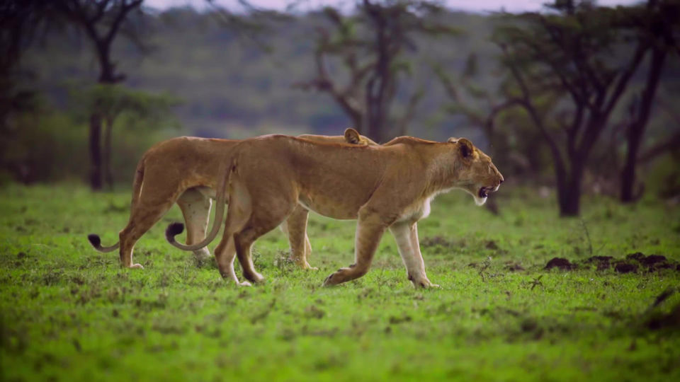 Lions Walk